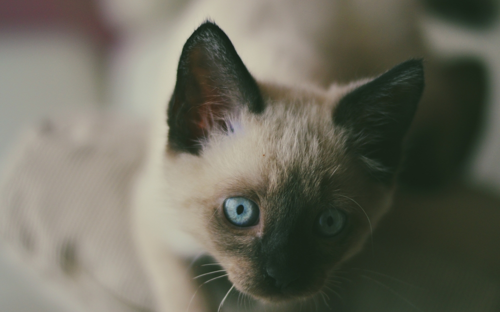 点击大图看下一张：一组短毛猫品种暹罗猫图片欣赏