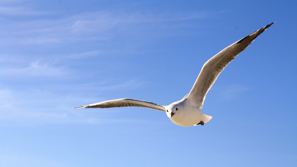 点击大图看下一张：一组天空中飞翔的海鸥图片欣赏