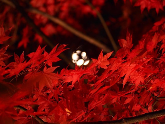 点击大图看下一张：夜晚在灯光衬托下的红叶景象