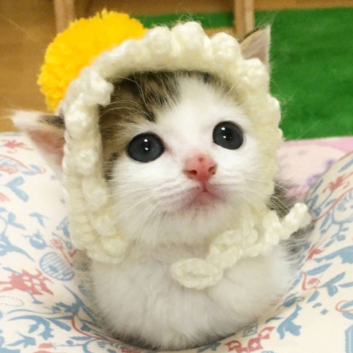 点击大图看下一张：今日份小可爱小猫咪穿可爱衣服图片