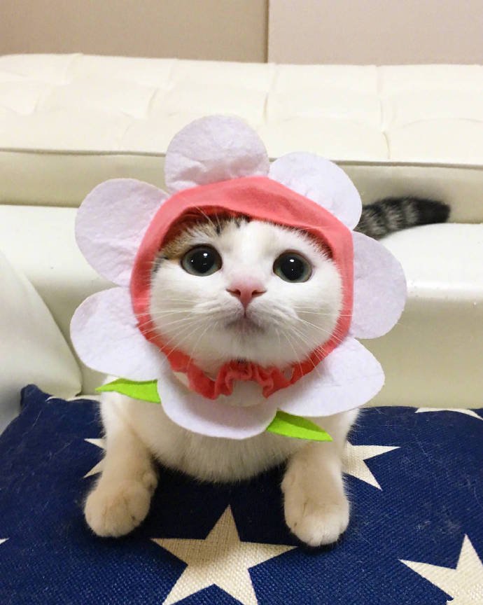 点击大图看下一张：今日份小可爱小猫咪穿可爱衣服图片