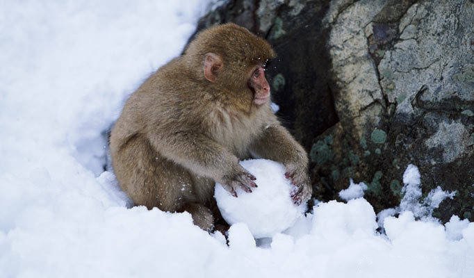点击大图看下一张：小猴子喜欢打雪仗的图片欣赏
