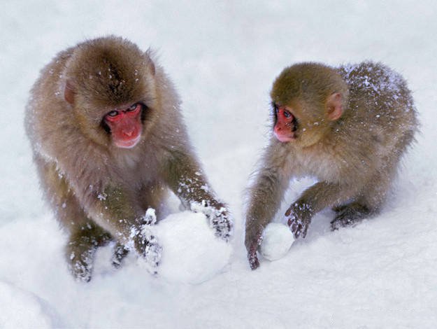 点击大图看下一张：小猴子喜欢打雪仗的图片欣赏
