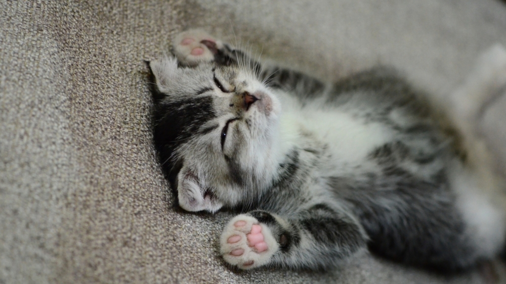点击大图看下一张：可爱呆萌猫咪睡姿图片欣赏