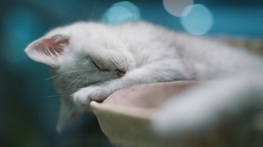 点击大图看下一张：可爱呆萌猫咪睡姿图片欣赏