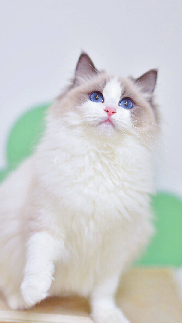 点击大图看下一张：一组蓝双色眼睛的漂亮白色小猫图片