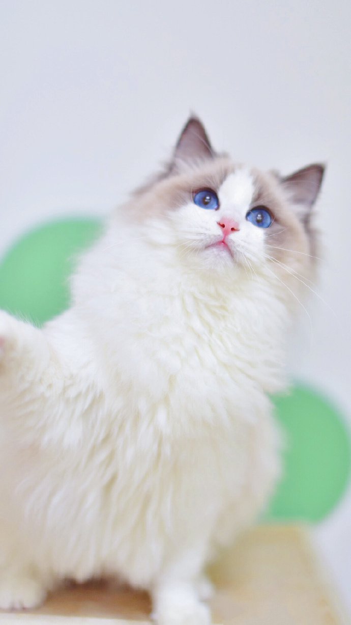 点击大图看下一张：一组蓝双色眼睛的漂亮白色小猫图片