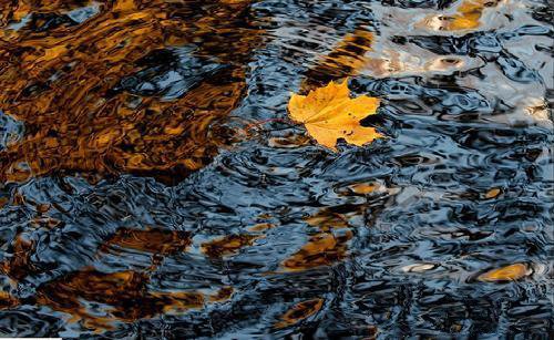 点击大图看下一张：一池落叶，装扮秋天独有的那份浪漫