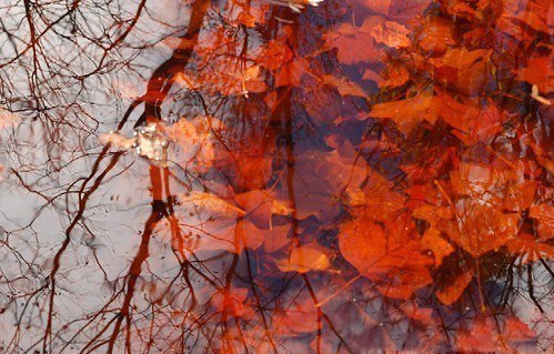 点击大图看下一张：一池落叶，装扮秋天独有的那份浪漫