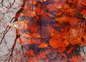 一池落叶，装扮秋天独有的那份浪漫