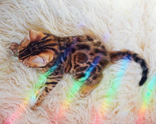 点击大图看下一张：眼睛炯炯有神的彩虹猫猫图片欣赏