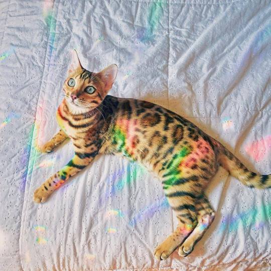 点击大图看下一张：眼睛炯炯有神的彩虹猫猫图片欣赏