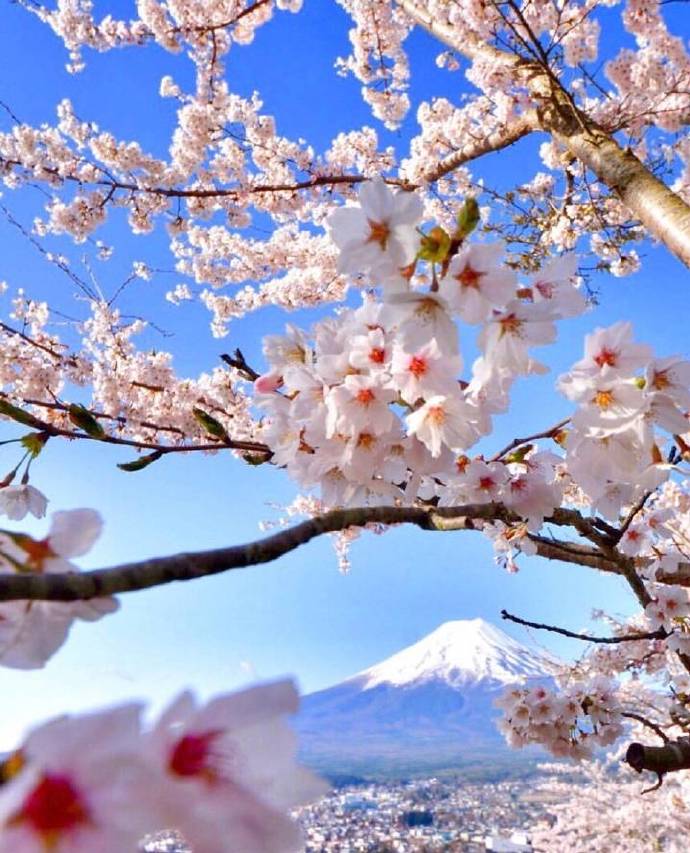 点击大图看下一张：富士山下超唯美的粉色樱花图片欣赏