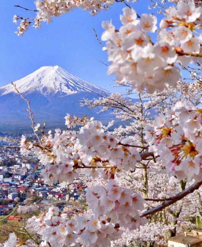 点击大图看下一张：富士山下超唯美的粉色樱花图片欣赏