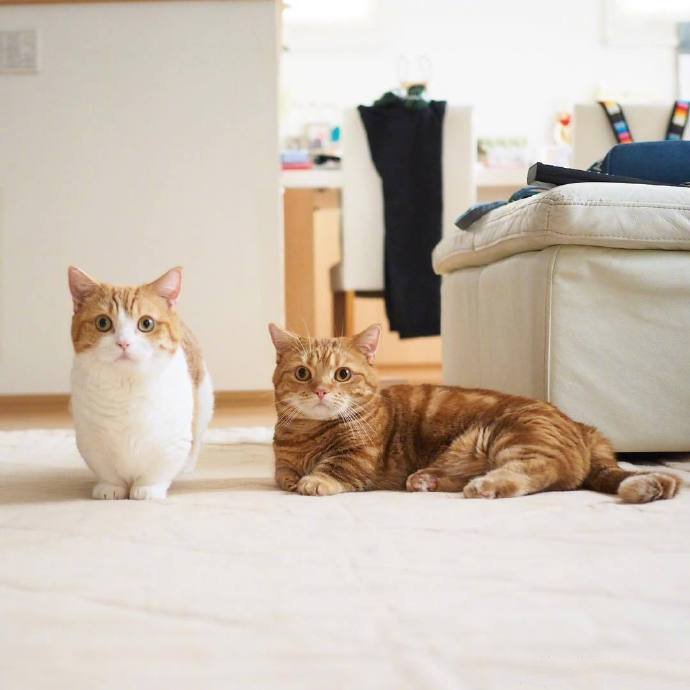 点击大图看下一张：超可爱的猫咪兄妹chataro和kinako图片