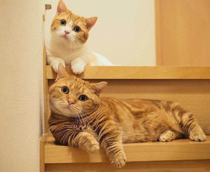 点击大图看下一张：超可爱的猫咪兄妹chataro和kinako图片