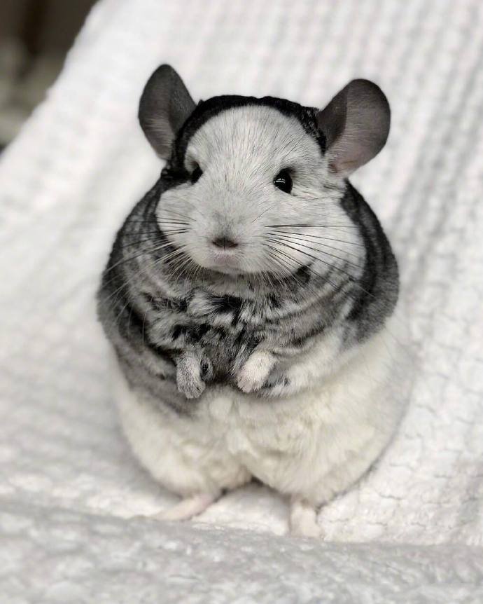 点击大图看下一张：自带小棉袄的仓鼠，看起来就好暖啊