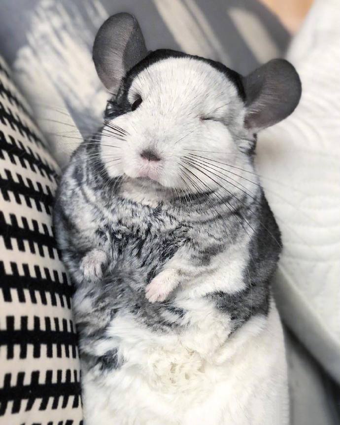 点击大图看下一张：自带小棉袄的仓鼠，看起来就好暖啊