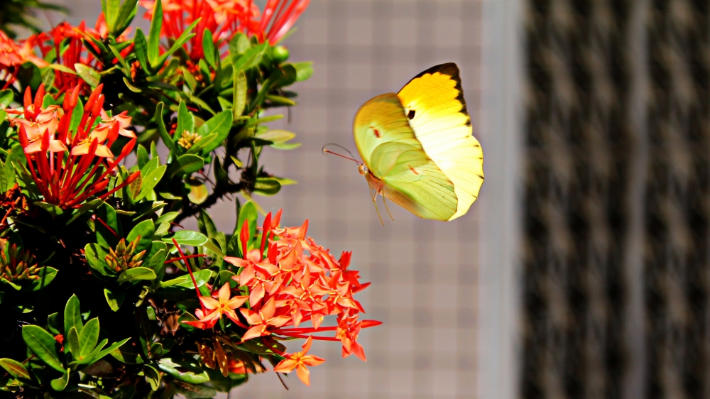 点击大图看下一张：一组美丽好看的黄色蝴蝶图片欣赏