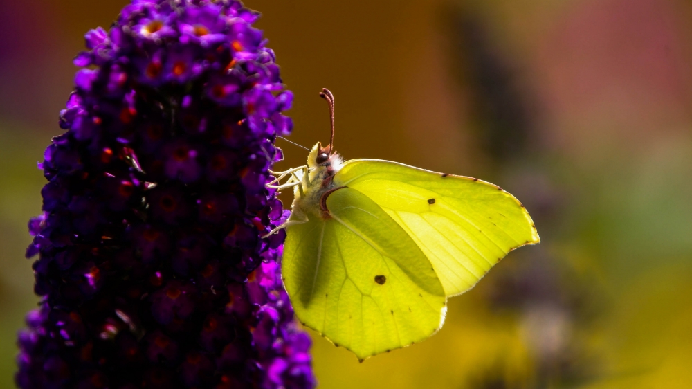 点击大图看下一张：一组美丽好看的黄色蝴蝶图片欣赏