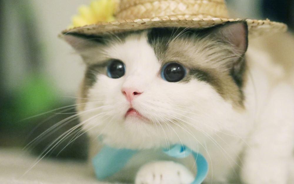 点击大图看下一张：铲屎官最爱的戴帽子猫咪桌面壁纸