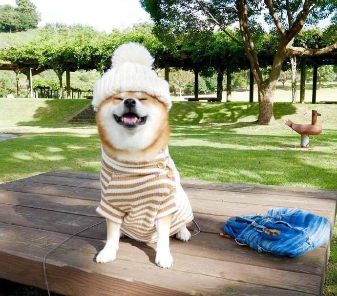 点击大图看下一张：一组穿可爱衣服的爱笑的狗狗图片欣赏