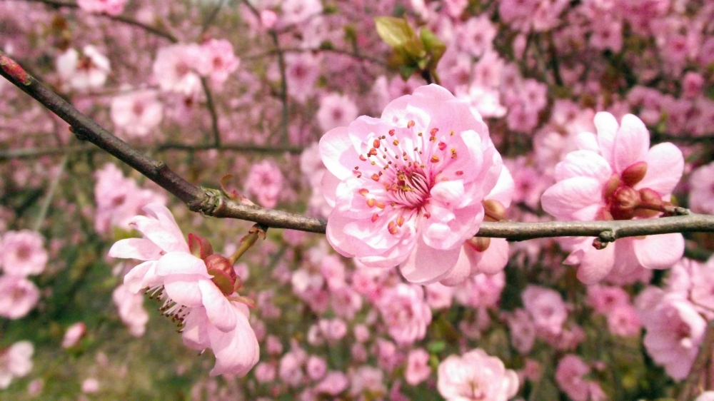 点击大图看下一张：娇艳美丽粉嘟嘟的桃花朵朵开图片