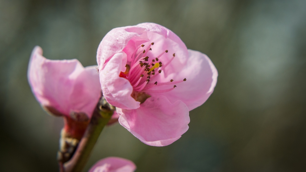 点击大图看下一张：娇艳美丽粉嘟嘟的桃花朵朵开图片