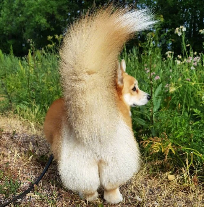 点击大图看下一张：芬兰的小柯基Foxy，拥有一条毛茸茸的大尾巴