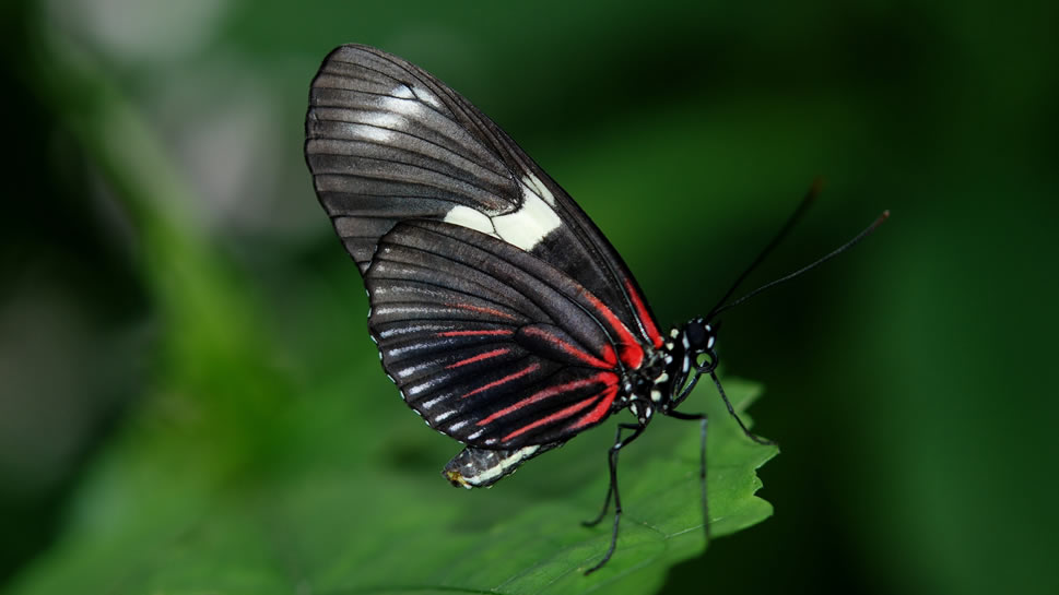 点击大图看下一张：一组简易好看的黑蝴蝶图片欣赏