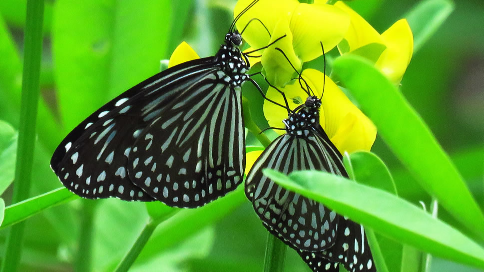 点击大图看下一张：一组简易好看的黑蝴蝶图片欣赏