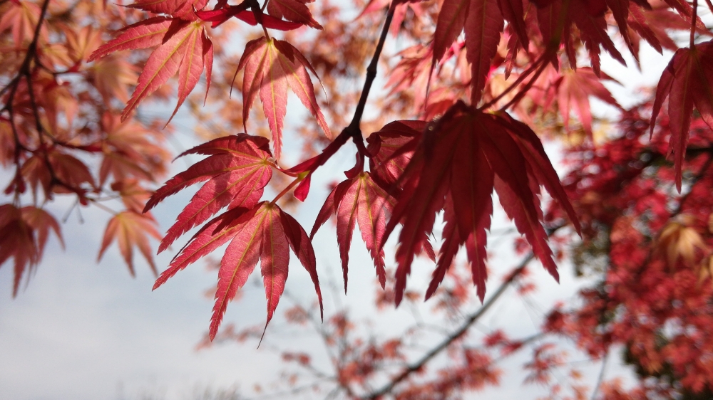 点击大图看下一张：一组秋季红叶霜叶图片欣赏