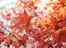 一组秋季红叶霜叶图片欣赏
