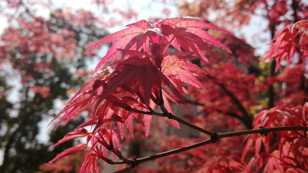 点击大图看下一张：一组秋季红叶霜叶图片欣赏