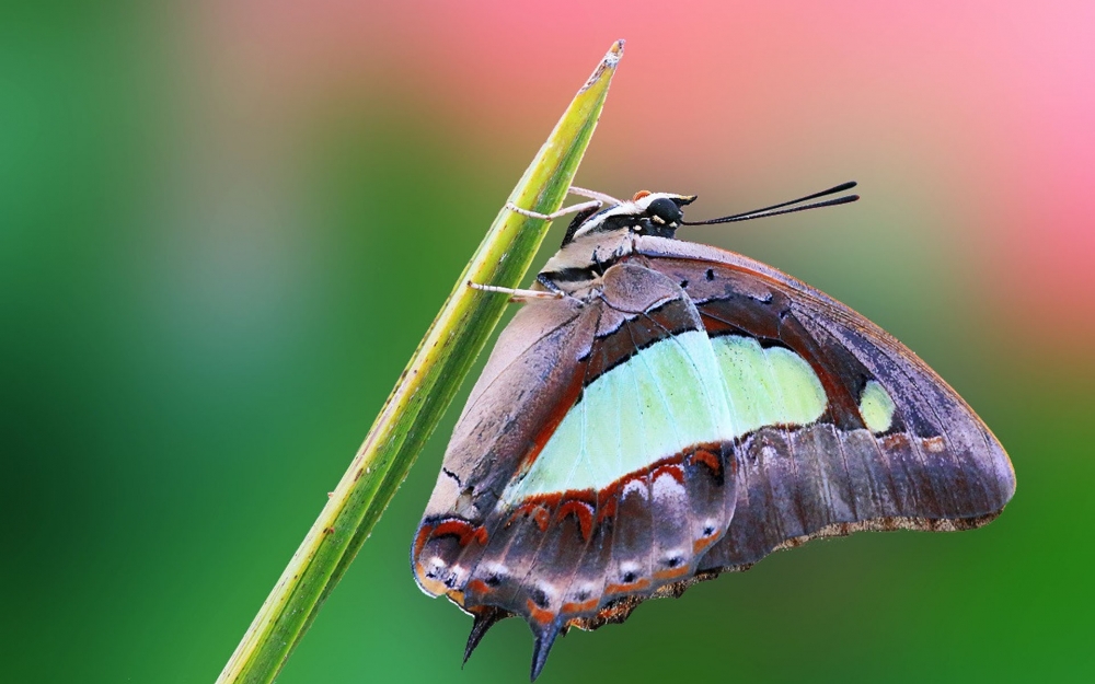 点击大图看下一张：彩色蝴蝶微距摄影图片欣赏