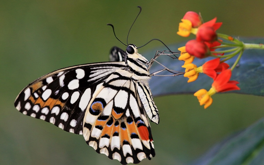 点击大图看下一张：彩色蝴蝶微距摄影图片欣赏