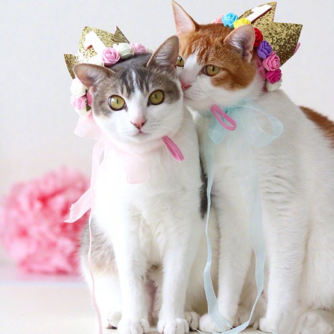 点击大图看下一张：住在岛国的猫咪Amelie和Canele ，每天的日常就是腻在一起