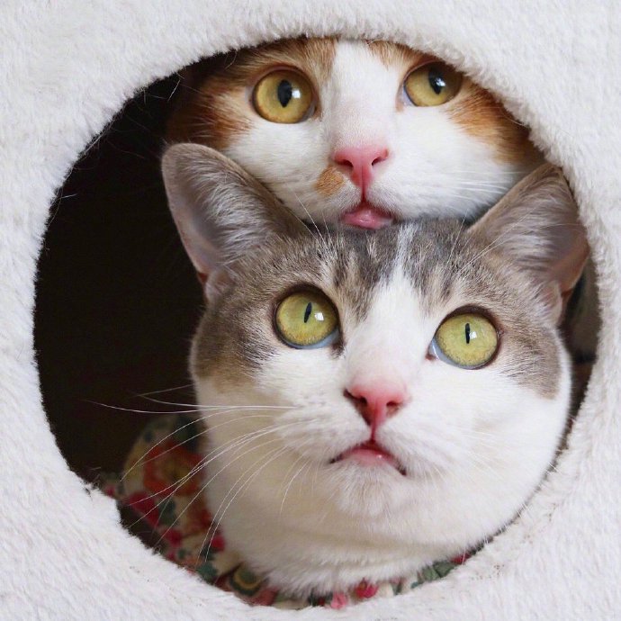 点击大图看下一张：住在岛国的猫咪Amelie和Canele ，每天的日常就是腻在一起
