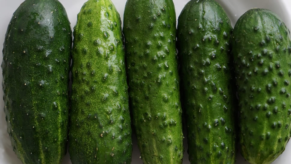 点击大图看下一张：黄瓜，没有长成时吃起来有点涩，味微苦。当它成熟时，就变得甜滋滋了