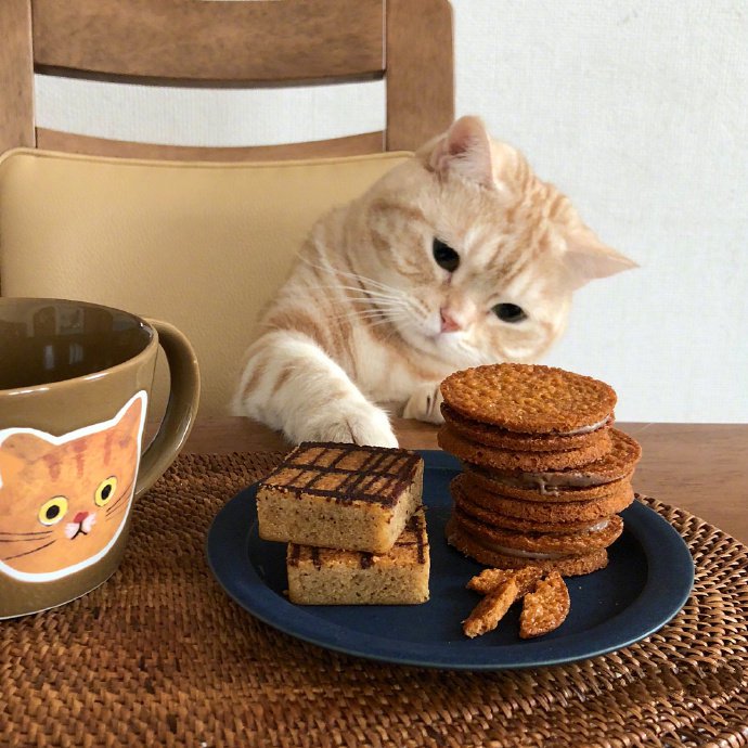 点击大图看下一张：一组超级可爱的猫猫想吃东西图片欣赏