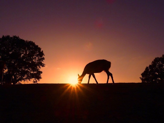 点击大图看下一张：一组黄昏下唯美的麋鹿图片欣赏