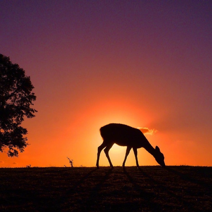 点击大图看下一张：一组黄昏下唯美的麋鹿图片欣赏