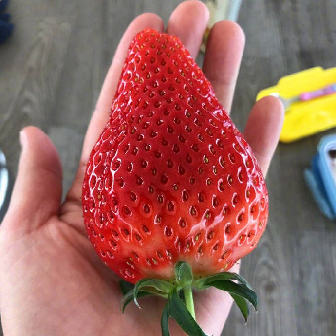 点击大图看下一张：一组超级红色的草莓图片欣赏