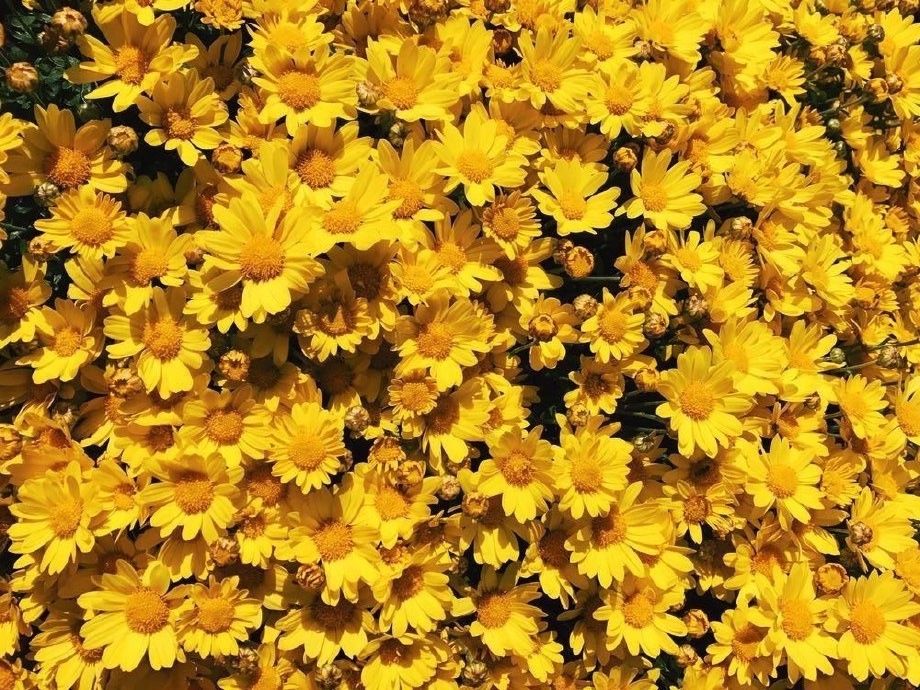 点击大图看下一张：一组黄色花卉和黄色墙面的壁纸图片