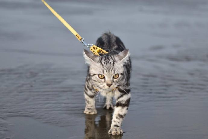 点击大图看下一张：行走在沙滩边上的猫，好霸气的样子