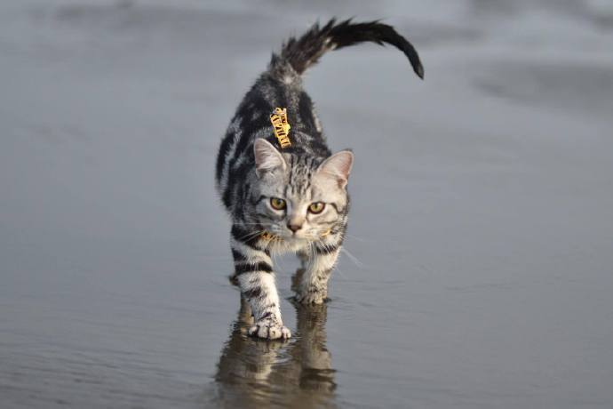 点击大图看下一张：行走在沙滩边上的猫，好霸气的样子