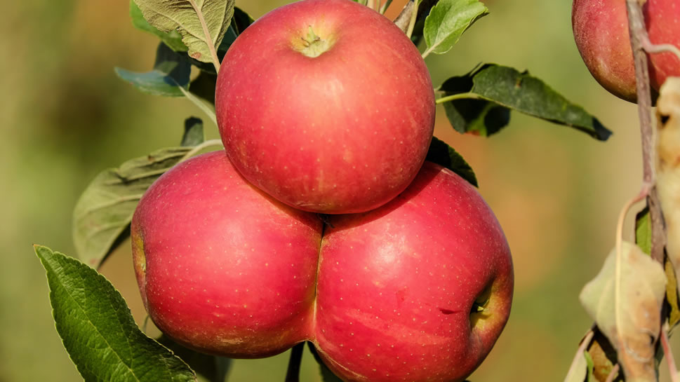 点击大图看下一张：红红的诱人的苹果图片欣赏