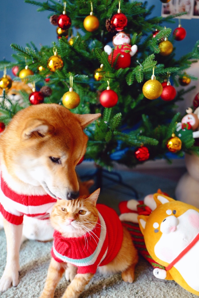 点击大图看下一张：圣诞节狗狗和猫猫的可爱写真图片欣赏