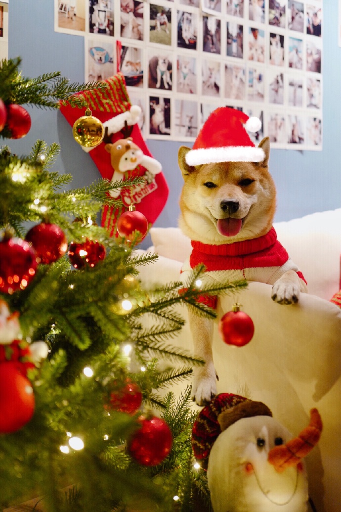 点击大图看下一张：圣诞节狗狗和猫猫的可爱写真图片欣赏