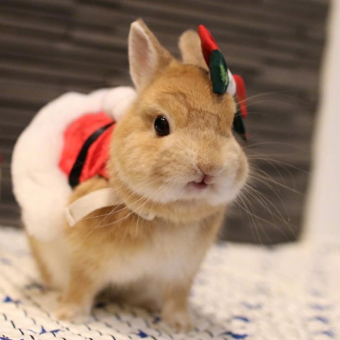 点击大图看下一张：圣诞节了，霓虹国的兔几mitarashi已经换上了美美的圣诞套装 ​​​​